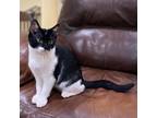 Adopt Roswell a All Black Domestic Shorthair / Mixed cat in West Olive