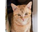 Adopt Buttercup a Tan or Fawn Tabby Domestic Shorthair / Mixed cat in