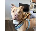Adopt Cashew a White - with Tan, Yellow or Fawn Pit Bull Terrier / Mixed dog in