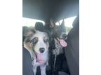 Adopt Kyla a Merle Australian Shepherd / Mixed dog in Sahuarita, AZ (38651670)