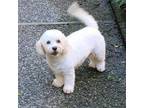 Adopt Maisy a White - with Tan, Yellow or Fawn Bichon Frise / Mixed dog in