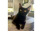 Adopt Duchess Callisto a Black (Mostly) Domestic Shorthair / Mixed (short coat)