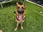 Adopt NILA a German Shepherd Dog / Mixed dog in Tustin, CA (38859702)