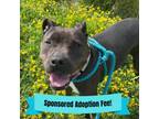 Adopt Ellie a Black American Pit Bull Terrier / Mixed dog in Novelty