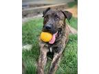 Adopt Brax a Mountain Cur / Mixed dog in Germantown, OH (38744645)