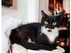 Adopt Freckle a Black & White or Tuxedo Domestic Shorthair / Mixed (short coat)