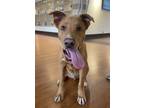 Adopt Andy a Labrador Retriever / Mixed dog in Houston, TX (38737260)
