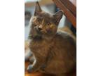Adopt Ostara a Domestic Longhair (long coat) cat in Clarksville, TN (38887248)