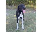 Adopt Louise a Black Great Pyrenees / Pointer / Mixed dog in Rockwall