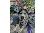 Adopt Charlie a Siberian Husky / Mixed dog in Grand Junction, CO (38778002)