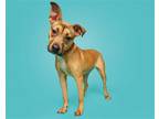 Adopt Marna a Mixed Breed (Medium) / Mixed dog in Durham, NC (38911272)