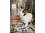 Adopt Hazel a White Dutch rabbit in Naples, FL (38820466)