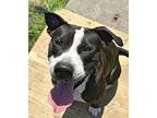 Adopt COURTESY POST - Floyd (local) a Black - with White American Pit Bull