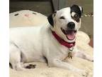 Adopt Spuds! LOWER FEE IN VA a White - with Black Jack Russell Terrier / Rat