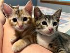 Adopt Archer & Willow a Calico or Dilute Calico Domestic Shorthair / Mixed
