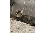 Adopt Sushi a Tan or Fawn Domestic Shorthair / Domestic Shorthair / Mixed cat in