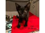 Adopt Ciri a Domestic Shorthair / Mixed cat in Spring Hill, KS (38887321)