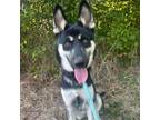 Adopt Marion a German Shepherd Dog / Husky / Mixed dog in Spring Hill