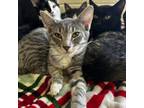 Adopt Thelma Lou a Domestic Shorthair / Mixed cat in Rocky Mount, VA (38863509)