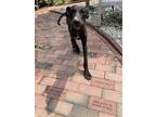 Adopt 23-0949 Ana a Black Doberman Pinscher / Mixed dog in Washington