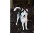 Adopt Loki a Siberian Husky / Mixed dog in Vienna, VA (38693760)