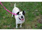 Adopt Lucky - ADOPTED!!! a White - with Black Pointer / Dachshund / Mixed dog in