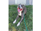 Adopt Stavros a Gray/Blue/Silver/Salt & Pepper Mixed Breed (Large) / Mixed dog