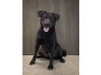 Adopt Doug a Labrador Retriever dog in Georgetown, OH (38806455)