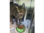 Adopt Lizzy a Domestic Shorthair / Mixed cat in Portsmouth, VA (38832982)