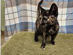 Adopt Kreesha a Domestic Shorthair / Mixed cat in Waynesville, NC (38753806)