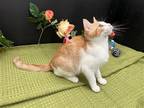 Adopt Griffin a Orange or Red (Mostly) Domestic Shorthair / Mixed (short coat)