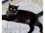 Adopt Gilda/Gilly a All Black Domestic Longhair / Mixed (long coat) cat in Rural