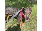 Adopt Gisele a Brown/Chocolate Catahoula Leopard Dog / Mixed dog in St.