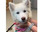 Adopt PIXIE a White Husky / Mixed dog in Oceanside, CA (38864322)