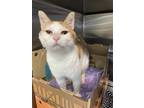 Adopt Leo a Domestic Shorthair / Mixed cat in Cornwall, ON (38738341)