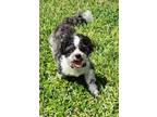 Adopt Tippy a White - with Black Shih Tzu / Mixed dog in Deerfield Beach