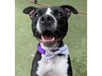 Adopt Raven a American Pit Bull Terrier / Mixed dog in El Cajon, CA (38765774)