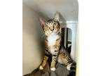 Adopt Kitten 24436 (Hunter) a Brown or Chocolate Domestic Shorthair (short coat)