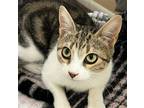Adopt Cannoli #green-eyed-beauty a Brown Tabby Domestic Shorthair / Mixed (short