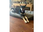 Adopt Kevan a Black - with Tan, Yellow or Fawn Australian Kelpie / Mixed dog in