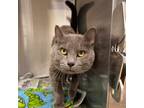 Adopt Gruff a Gray or Blue Domestic Shorthair / Mixed cat in Madison