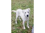 Adopt Pearl a White Husky / Shepherd (Unknown Type) / Mixed dog in Spring