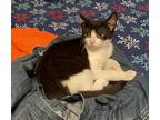 Adopt Doppler a Black & White or Tuxedo Domestic Shorthair / Mixed (short coat)