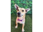 Adopt Baby D a Tan/Yellow/Fawn Corgi / Mixed dog in Phoenix, AZ (38813402)