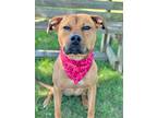 Adopt Oakley a Tan/Yellow/Fawn Mixed Breed (Large) / Mixed dog in DeKalb