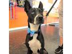 Adopt Blue a Black Mixed Breed (Medium) / Mixed dog in Sarasota, FL (38769218)