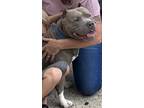 Adopt Meatloaf a Gray/Blue/Silver/Salt & Pepper Mixed Breed (Large) / Mixed dog