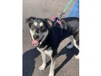 Adopt Walking Taco a Black Husky / Mixed dog in Pekin, IL (38847682)
