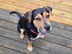 Adopt Wario a Black Mixed Breed (Large) / Mixed dog in Cincinnati, OH (38744578)