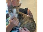 Adopt Diva a Gray or Blue Domestic Shorthair / Domestic Shorthair / Mixed cat in